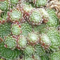 Sempervivum - Dachwurz - Hauswurz